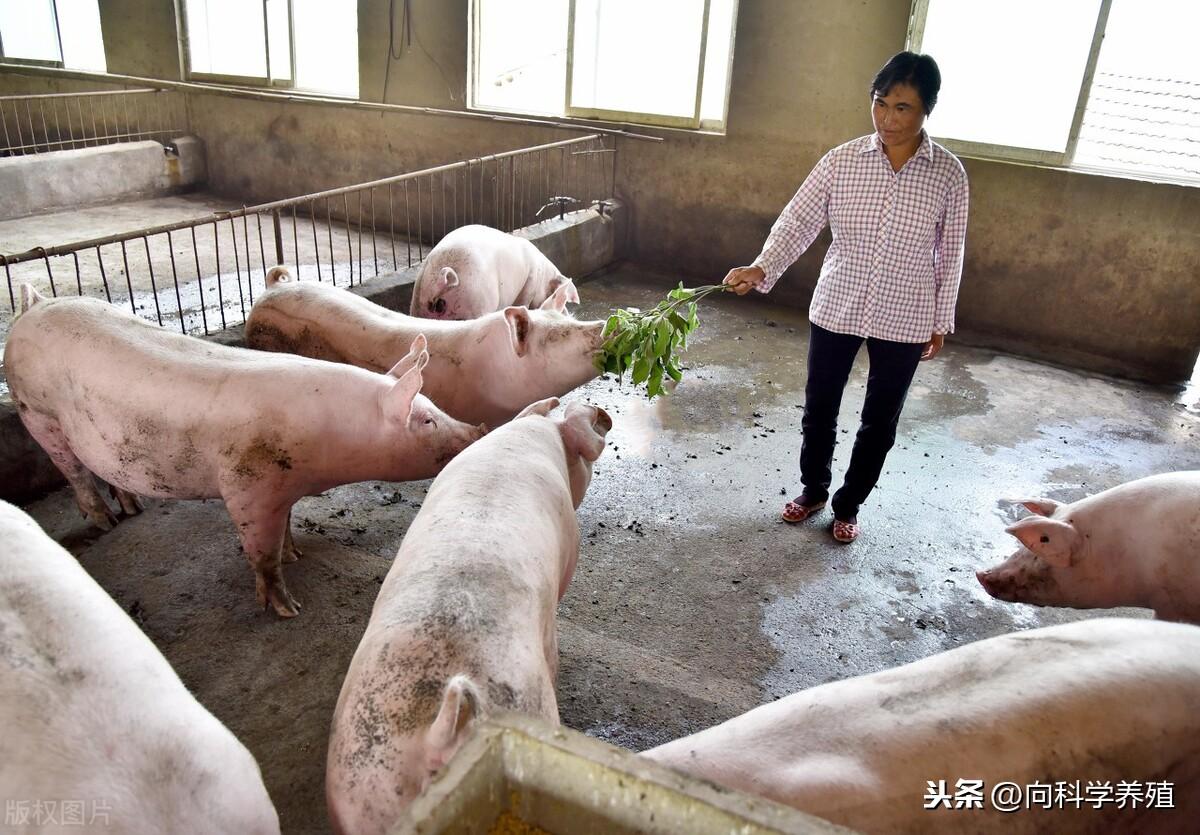 辽宁今日生猪价格概览，最新生猪价格及趋势分析